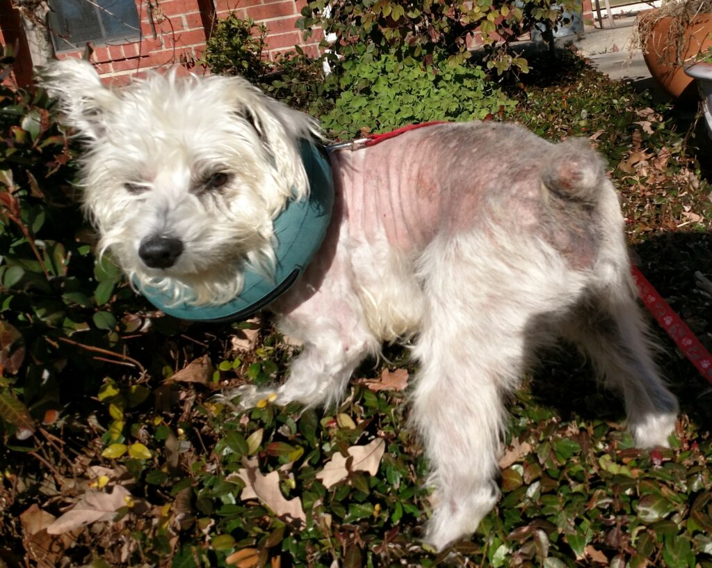 mini schnauzer rescue texas