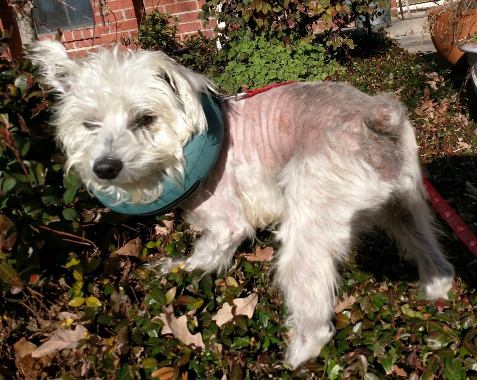 Msrnt miniature schnauzer rescue of north texas