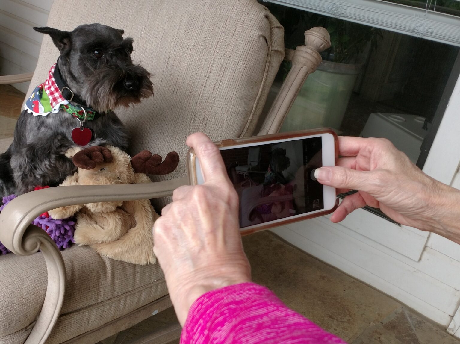 Msrnt miniature schnauzer rescue of north texas