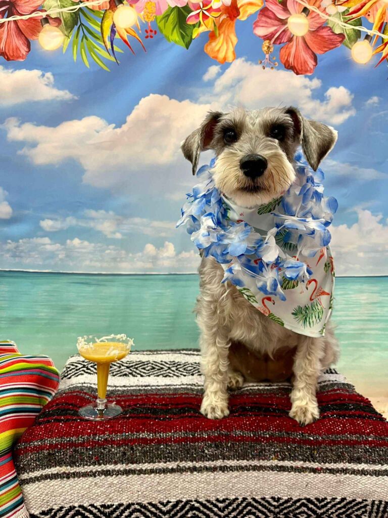 Happy Tails, Abby at Luau